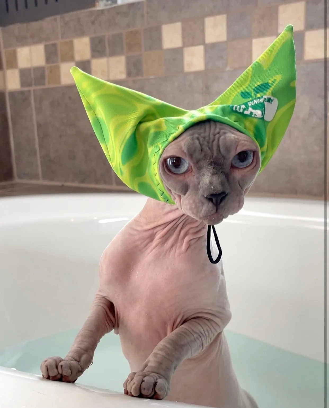 4-ALL PETS SHOWER / EAR / SUN CAP!