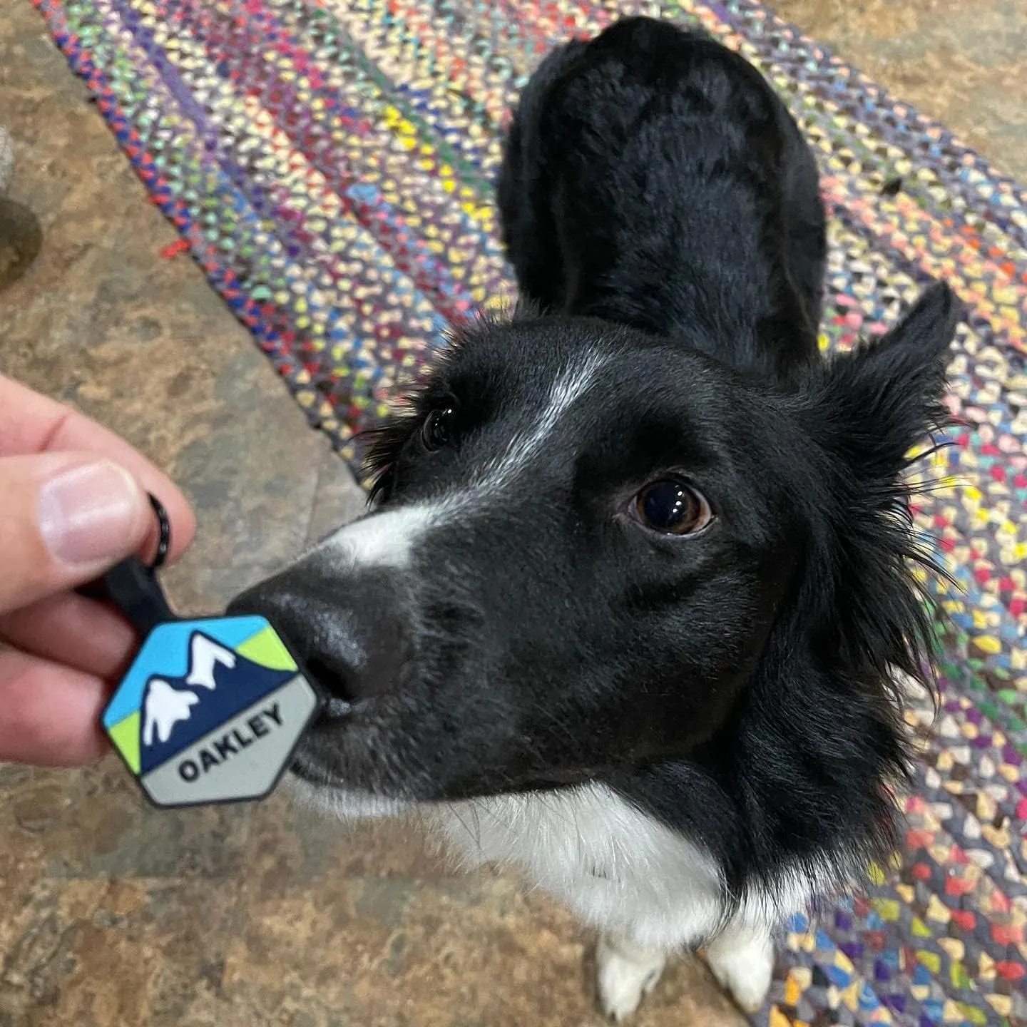 Silent Dog Tag Personalized with 5 Lines of Custom Deep Engraved Durable Soundless Silicone Pet ID Name Tag Hexagon Mountain Blue